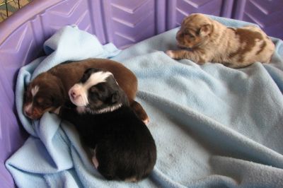 Cindi × Mel litter