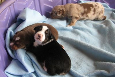 Cindi × Mel litter