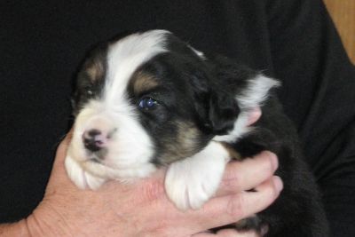 Mini Mel