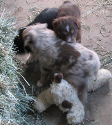 Cindi × Mel litter
