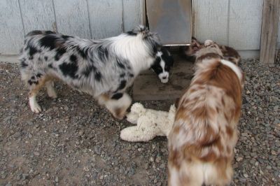 Cindi × Mel litter
