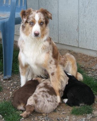 Cindi × Mel litter
