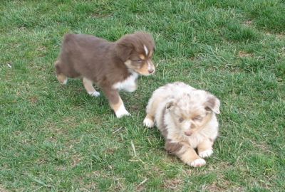 Cindi × Mel litter