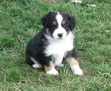 Mini Mel