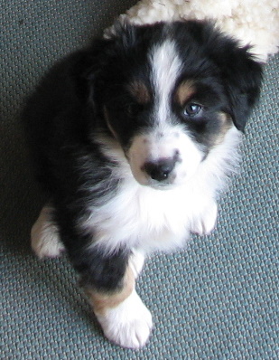 Mini Mel