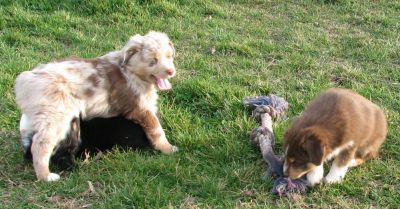 Cindi × Mel litter