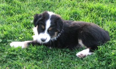 Mini Mel