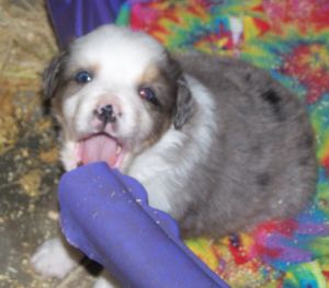 Sweetie × Bandit litter