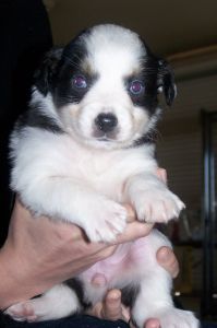 Sweetie × Bandit litter
