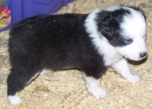 Sweetie × Bandit litter
