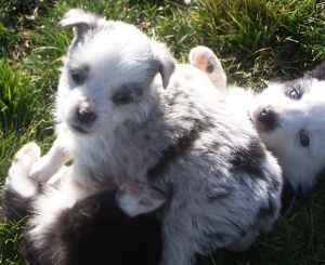 Sweetie × Bandit litter