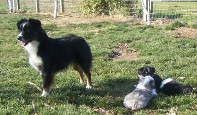 Sweetie × Bandit litter