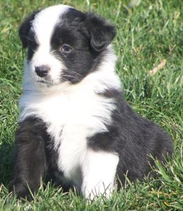 Sweetie × Bandit litter