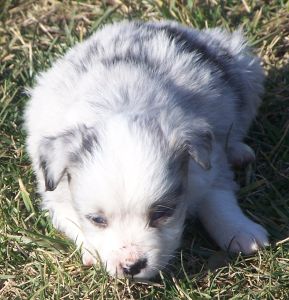 Sweetie × Bandit litter
