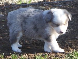 Sweetie × Bandit litter