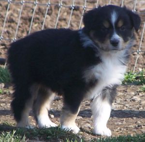 Sweetie × Bandit litter
