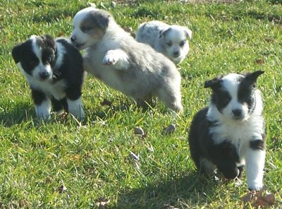 Sweetie × Bandit litter