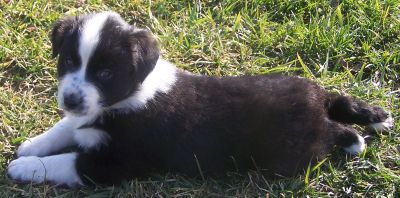 Sweetie × Bandit litter
