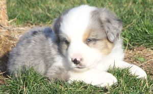 Sweetie × Bandit litter