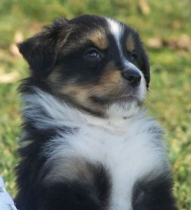 Sweetie × Bandit litter