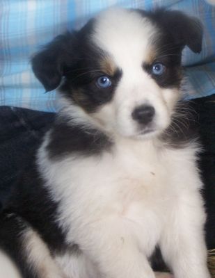 Sweetie × Bandit litter