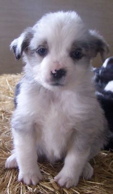 Sweetie × Bandit litter