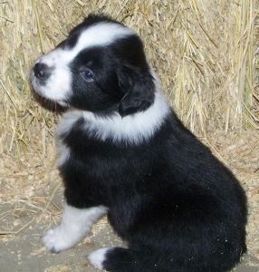 Sweetie × Bandit litter