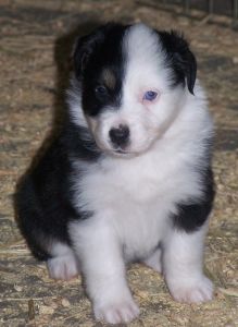 Sweetie × Bandit litter