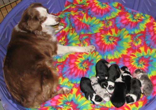 Sweetie × Bandit litter