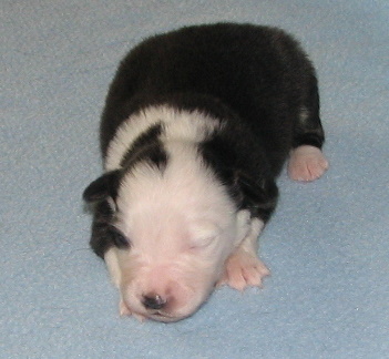 Bruiser