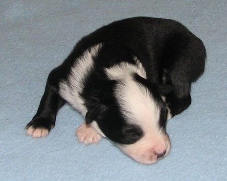 Binky