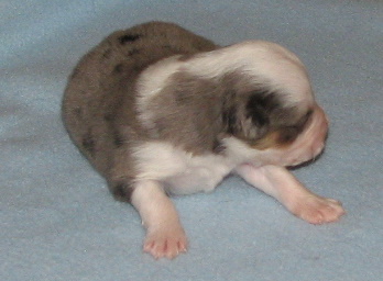 Buster
