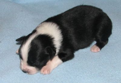Bubba
