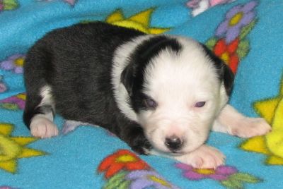 Bruiser