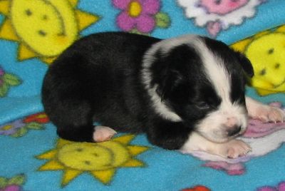 Bubba