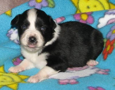 Bubba