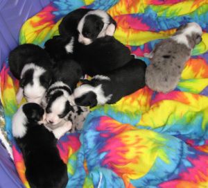 Sweetie × Bandit litter