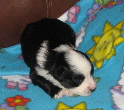 Binky