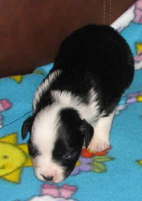 Binky