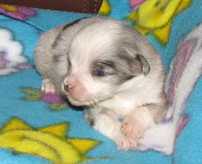 Bitty