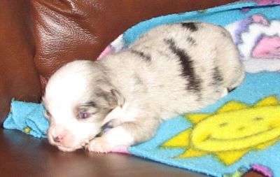 Bitty