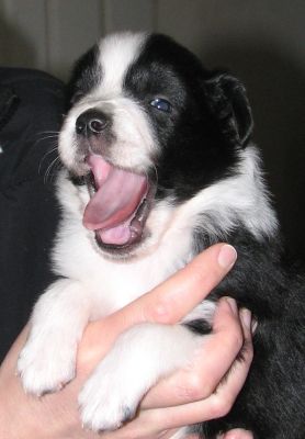 Bubba