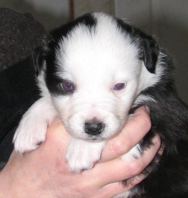 Bruiser