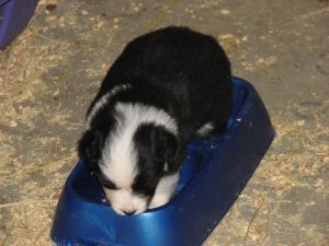 Binky