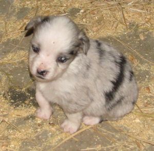 Sweetie × Bandit litter