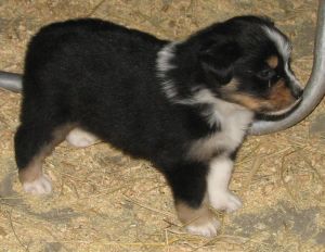 Sweetie × Bandit litter