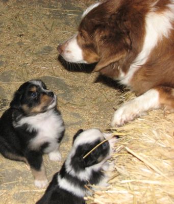Sweetie × Bandit litter