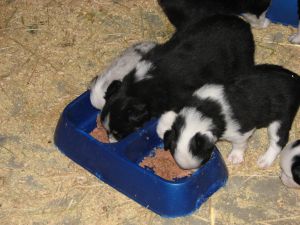 Sweetie × Bandit litter