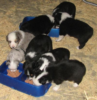 Sweetie × Bandit litter