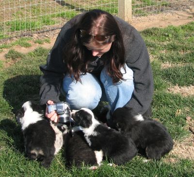 Sweetie × Bandit litter